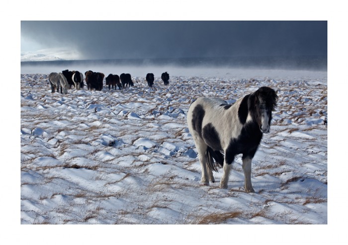 Pferde im Schneesturm auf der Vatnsnes-Halbinsel