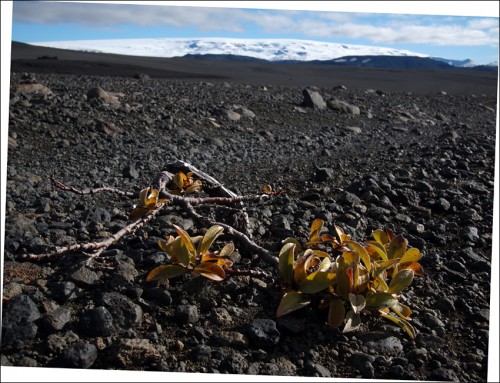 Bárðarbunga überragt die Landschaft