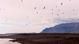 Jökulsarlon2.JPG