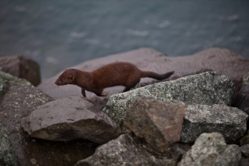 Mink am Jökulsárlón