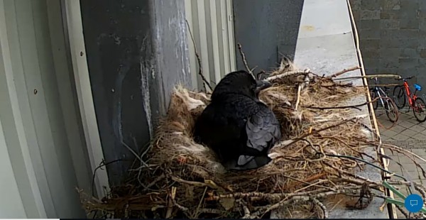 dem Kleinen war wohl kalt, gleich saß Mama wieder auf dem Nest