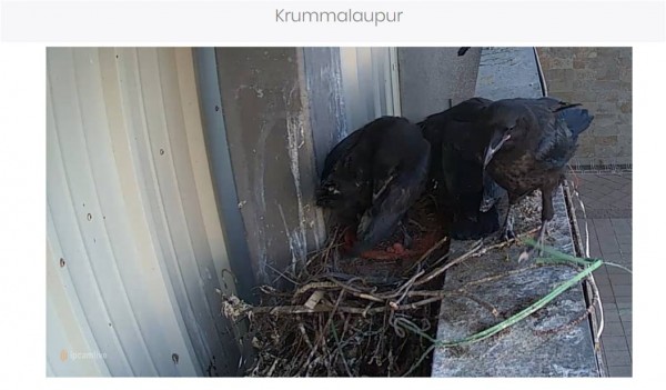 krummi_8.jpg