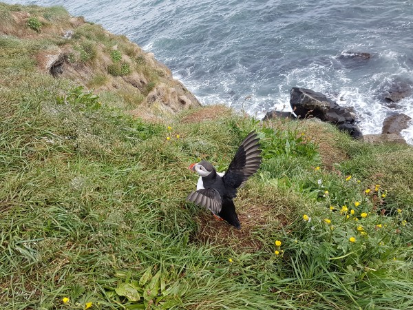 Puffin